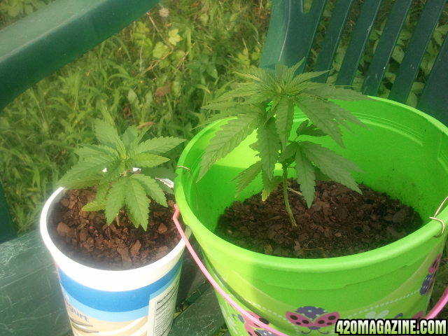 outside grow