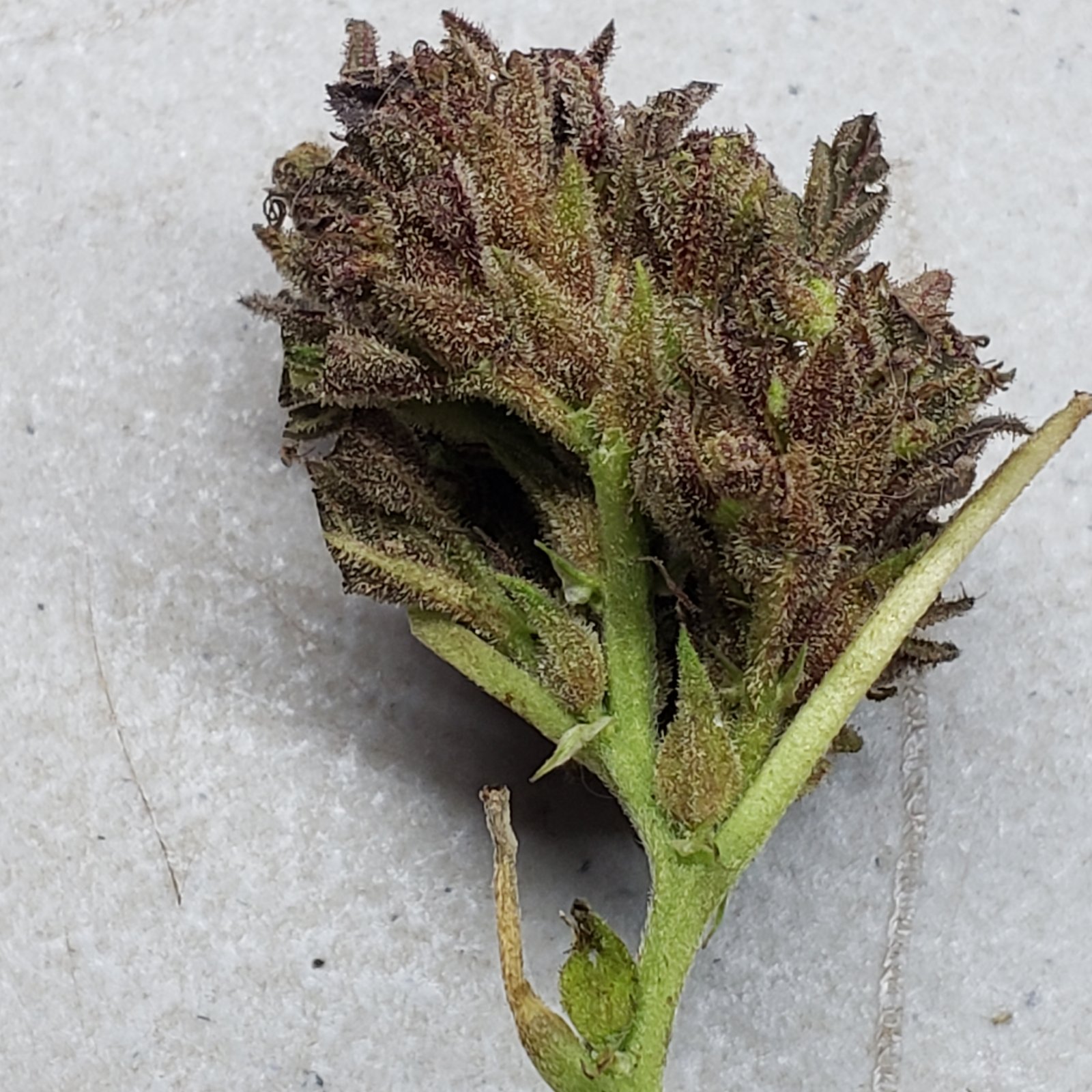 OutsideChoc_bud2_10212021.jpg