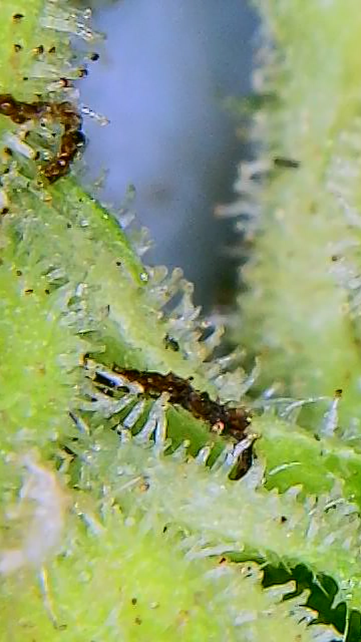 OutsideChocTrichomes2_10022021.jpg