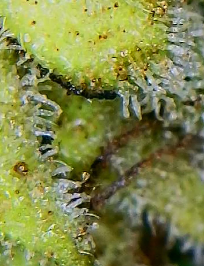 OutsideChocTrichomes_10022021.jpg