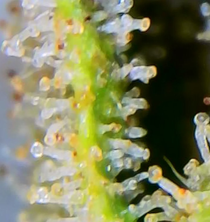 OutsideChocTrichomes_10132021.jpg