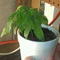 over-watered-marijuana-plant-sm.jpg