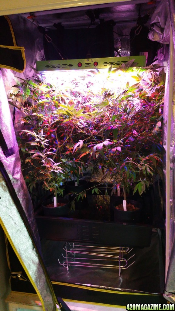 Overgrown veg tent. :/