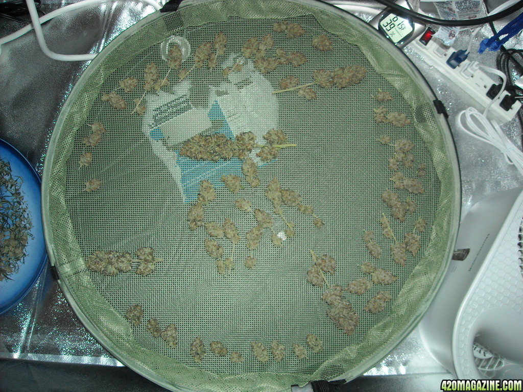 Overhead shot of trimmed buds