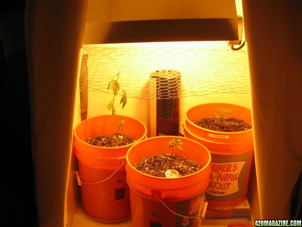 overview of the grow room