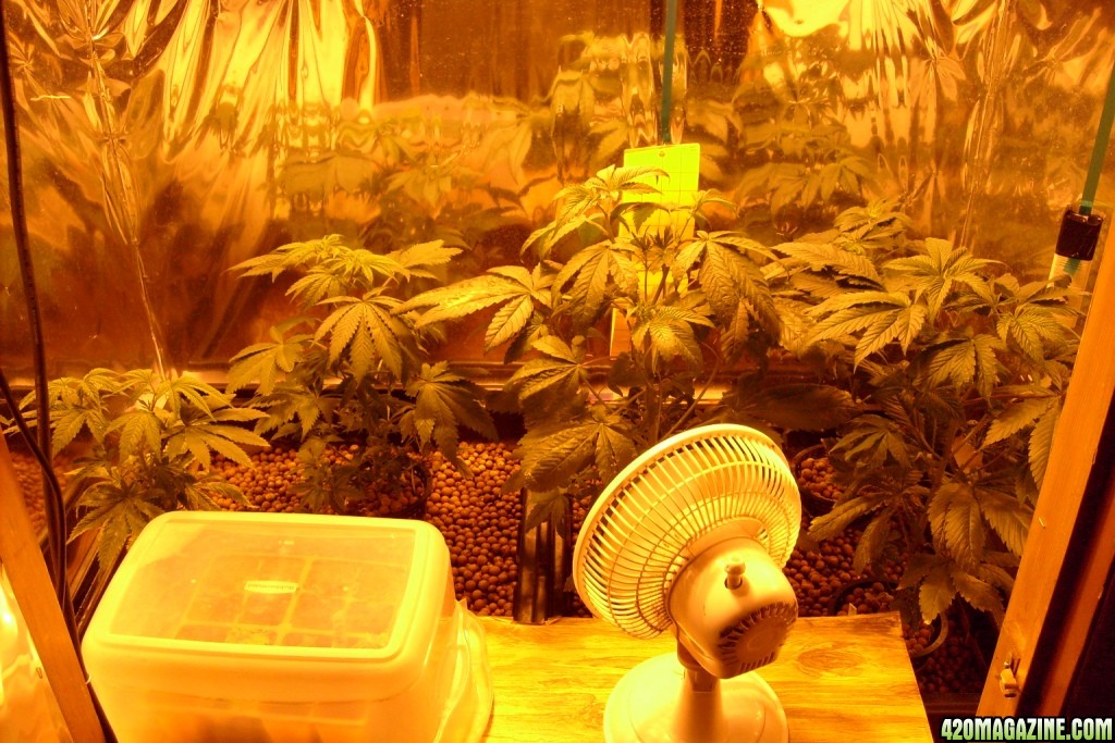 overview of veg room