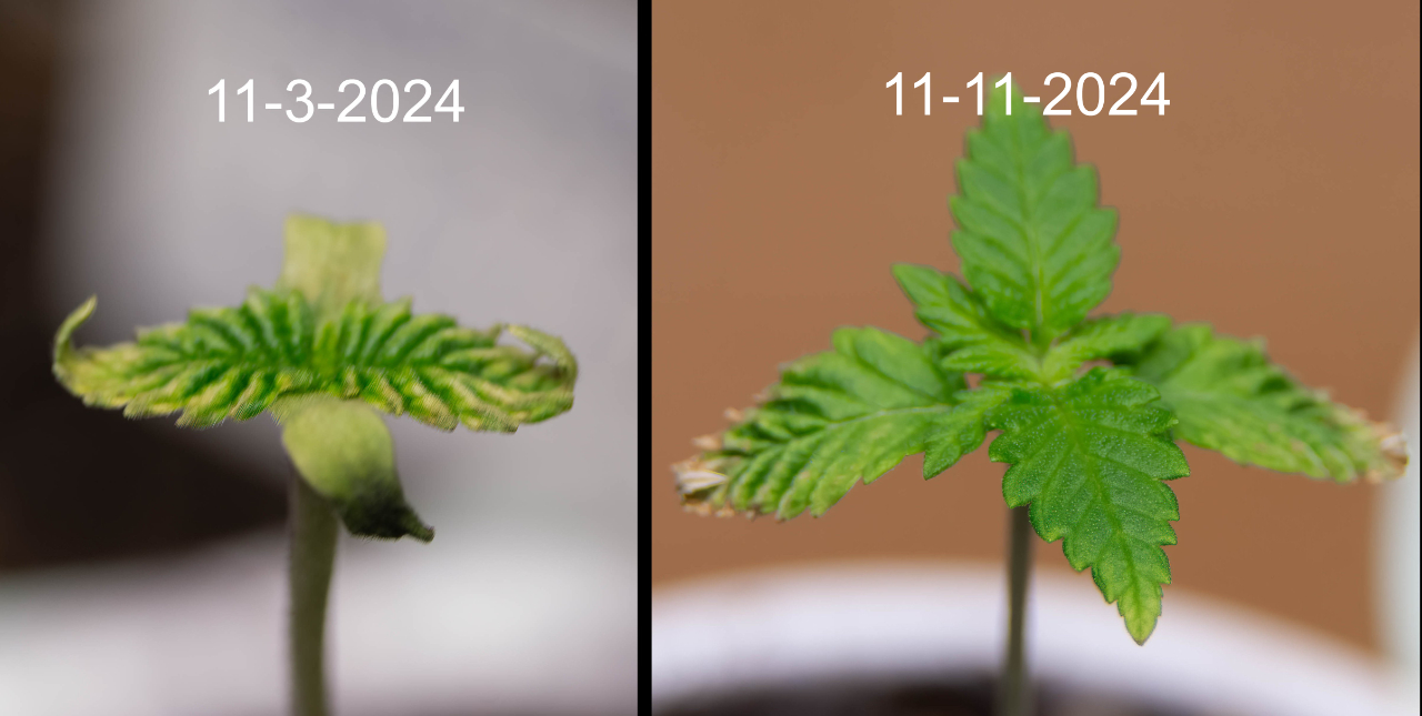 overwatered seedling 1 week later.jpg