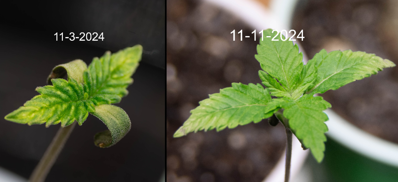 Overwatered Seedling two 1 week later.jpg