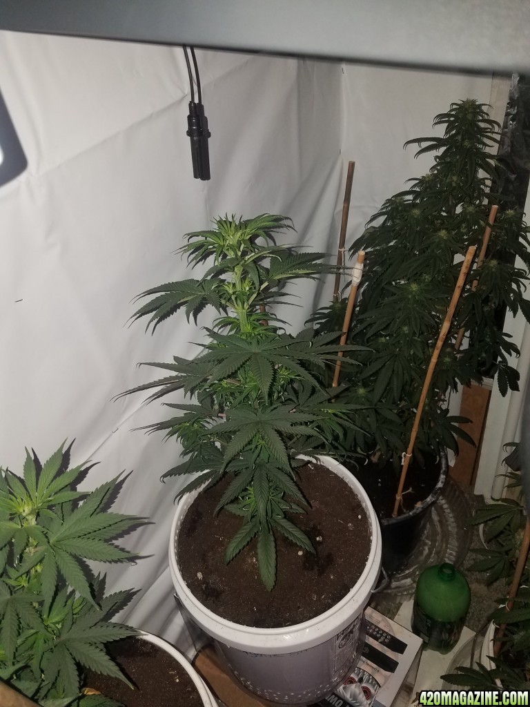 P kush feminized  (organic)