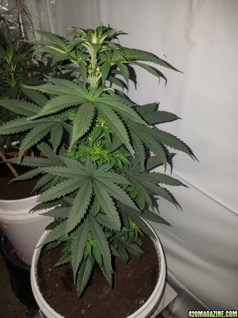 P kush feminized (organic)