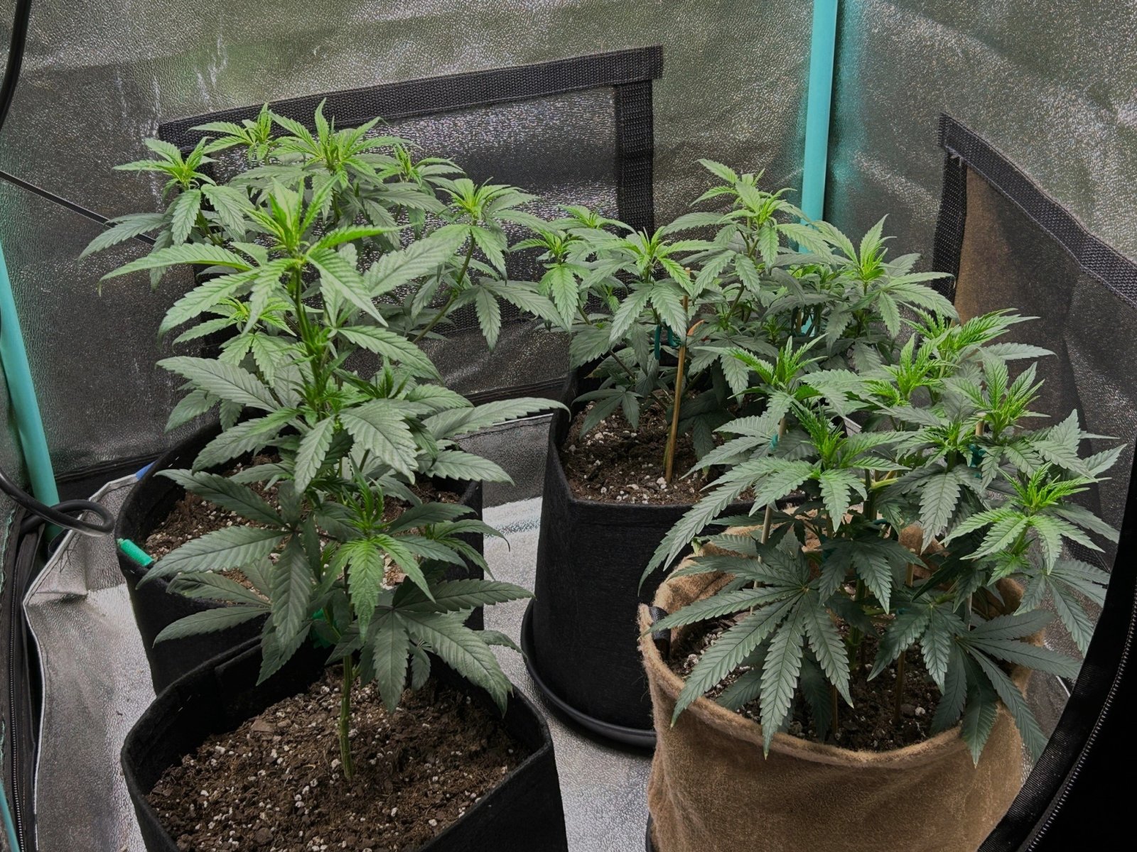 P2 clone 6-15-24 D34 tent.JPG