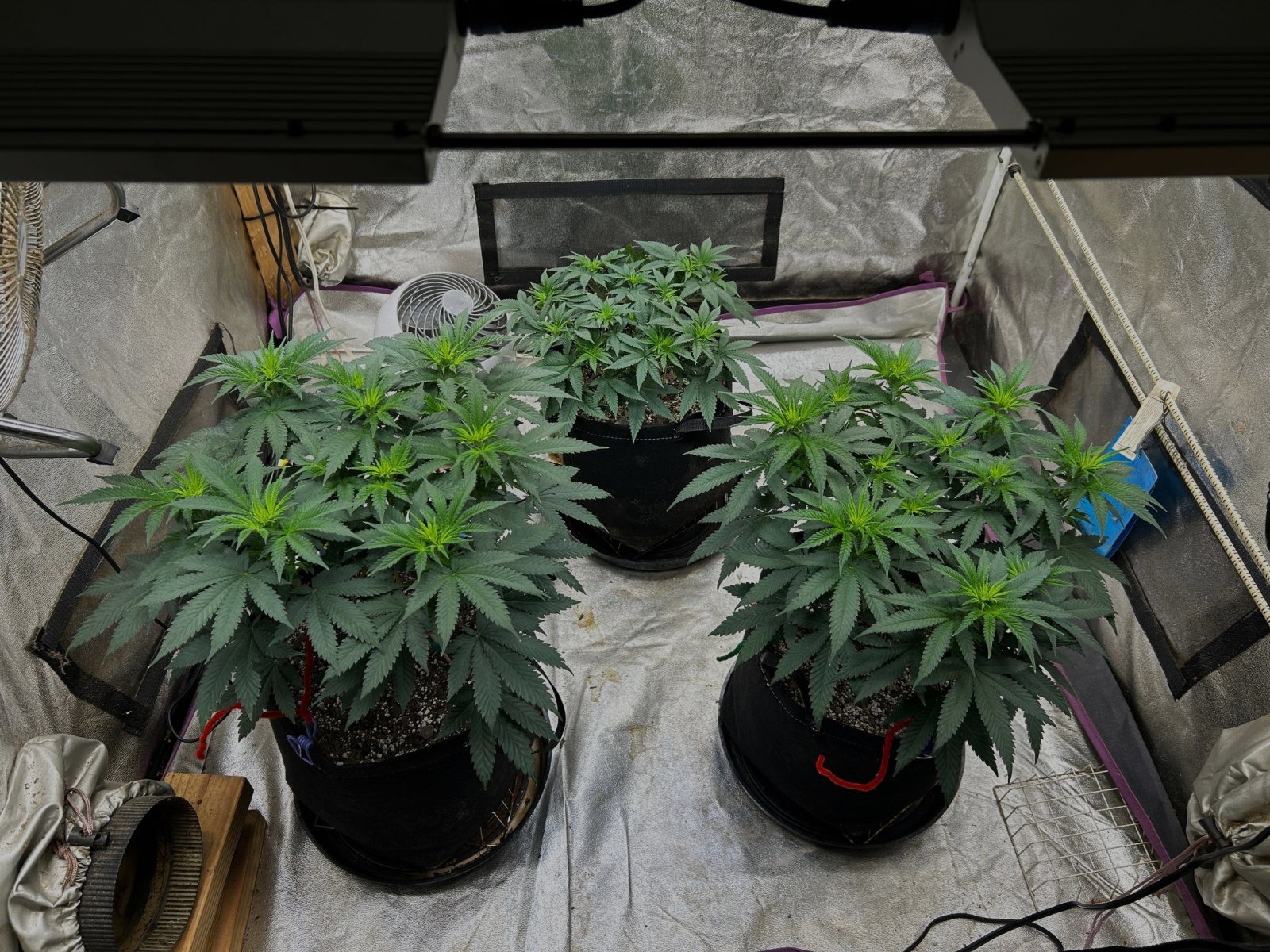 P2 clones 5-25-24 D10 in solo (2).JPG