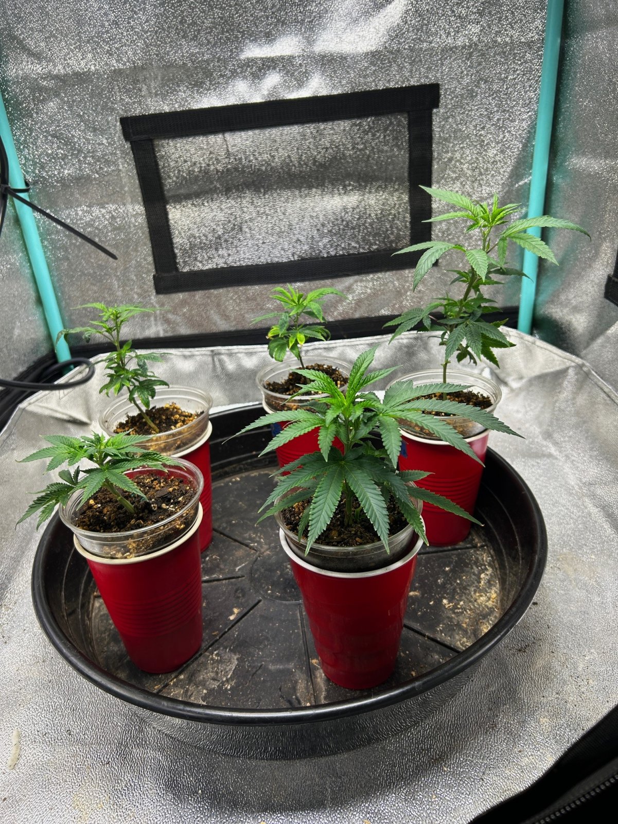 P2 clones 5-25-24 D13 in solo.JPG