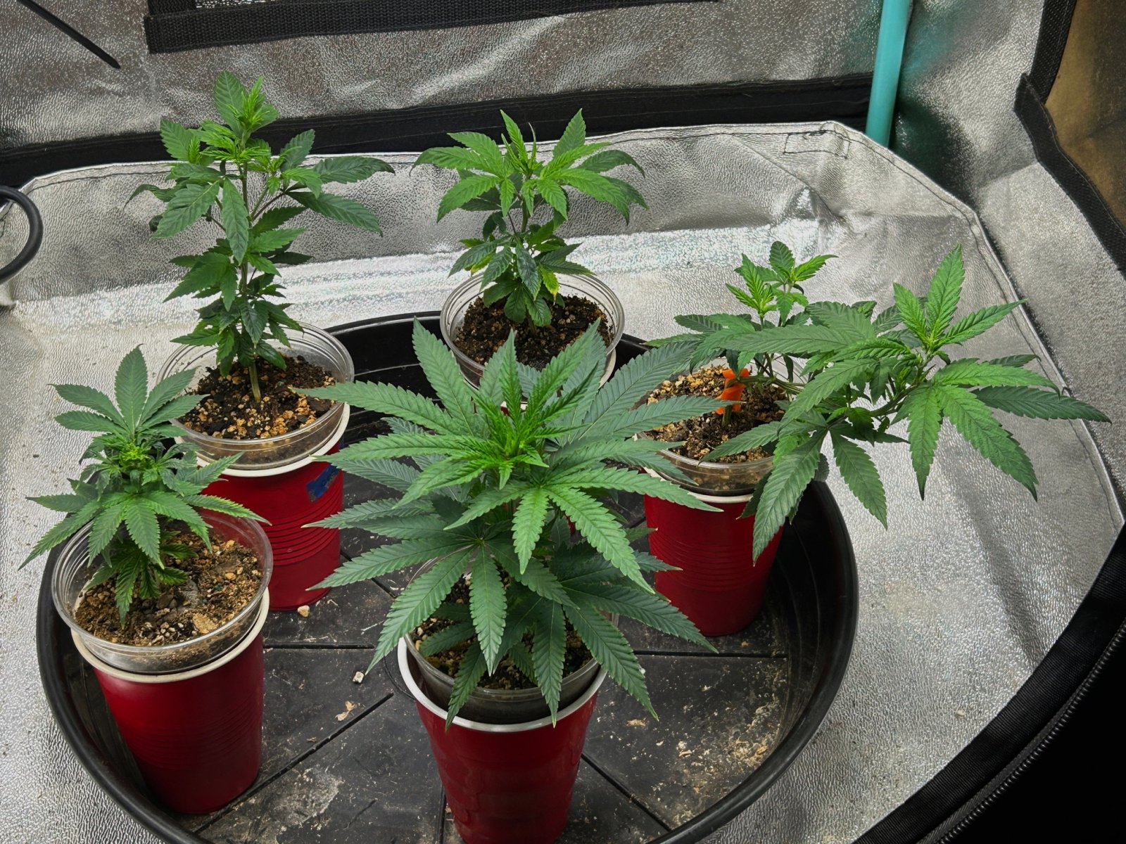 P2 clones 5-31-24 D19.JPG