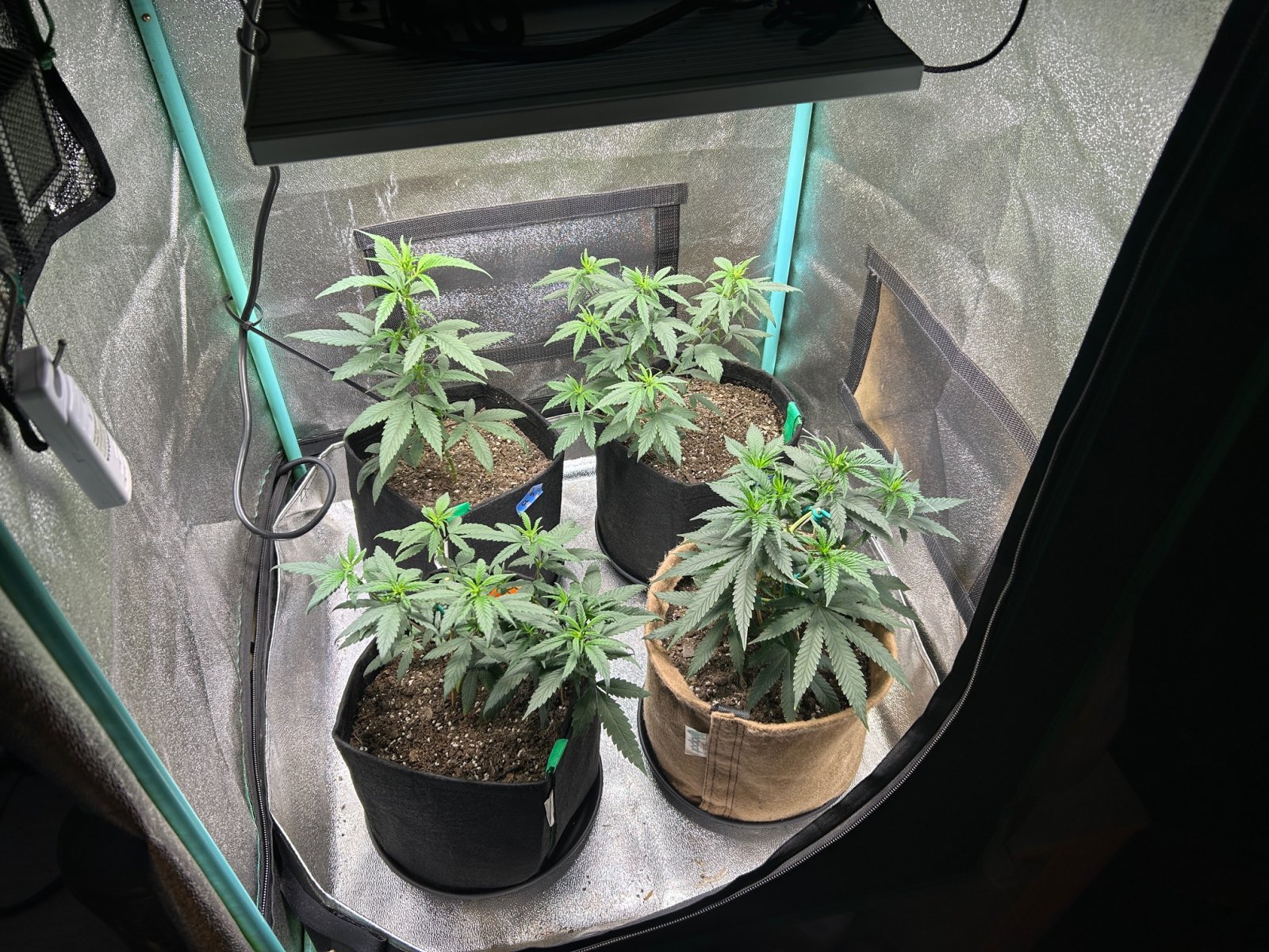 P2 clones 6-13-24 D32 tent.JPG