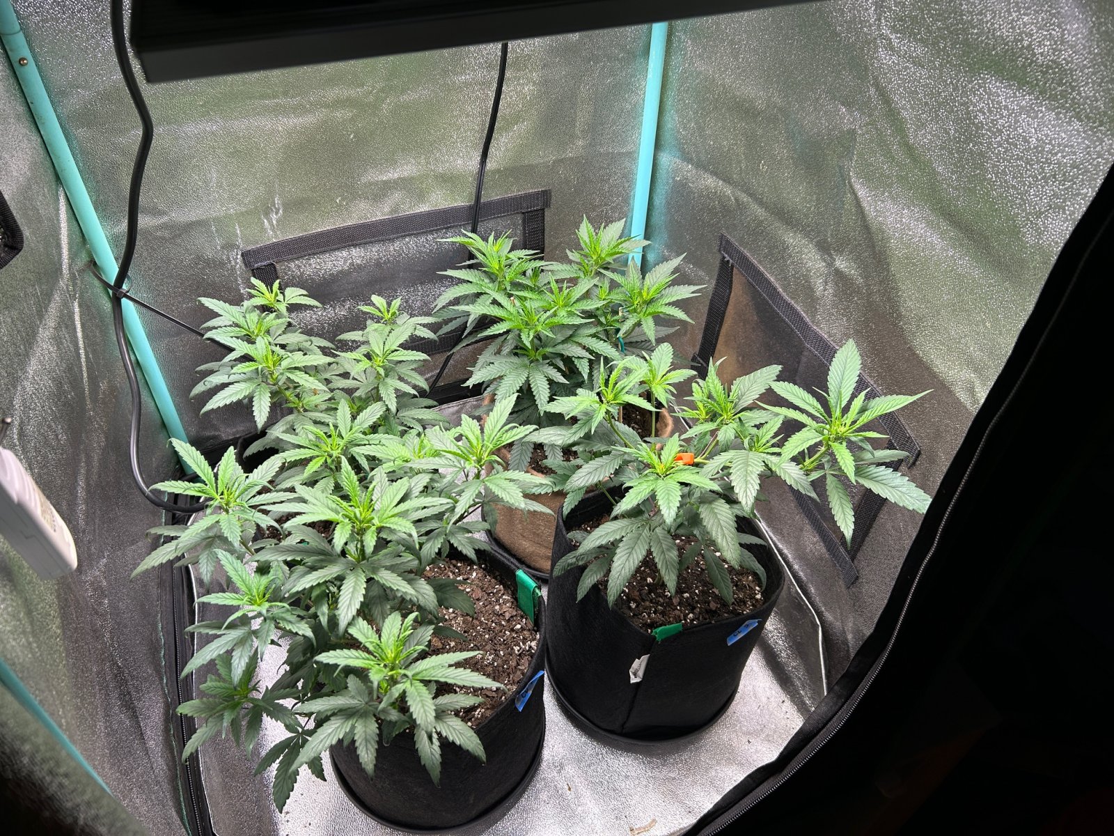 P2 clones 6-18-24 D37 tent.JPG