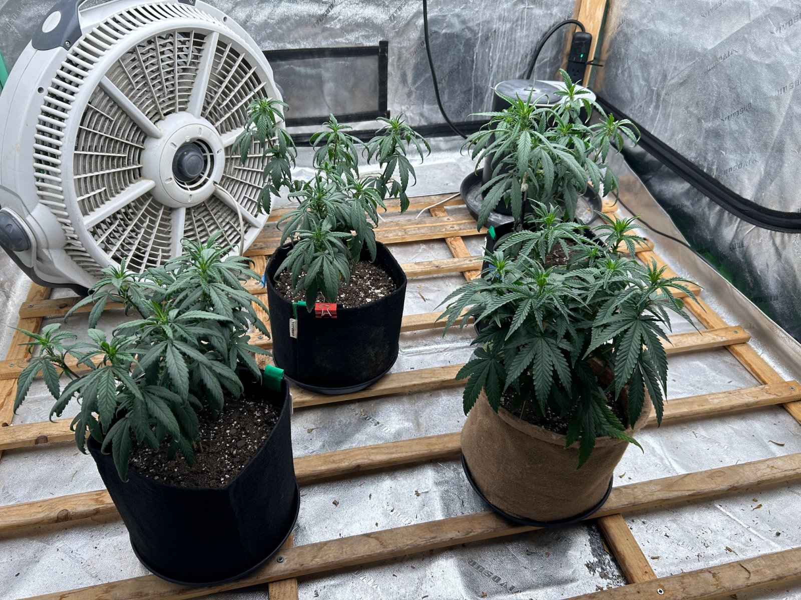 P2 clones 6-25-24 D44 tent.JPG