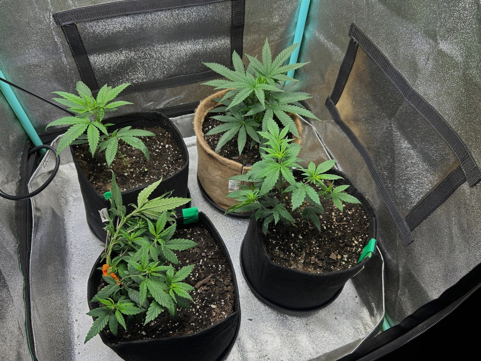 P2 clones 6-5-24 D24 tent.JPG