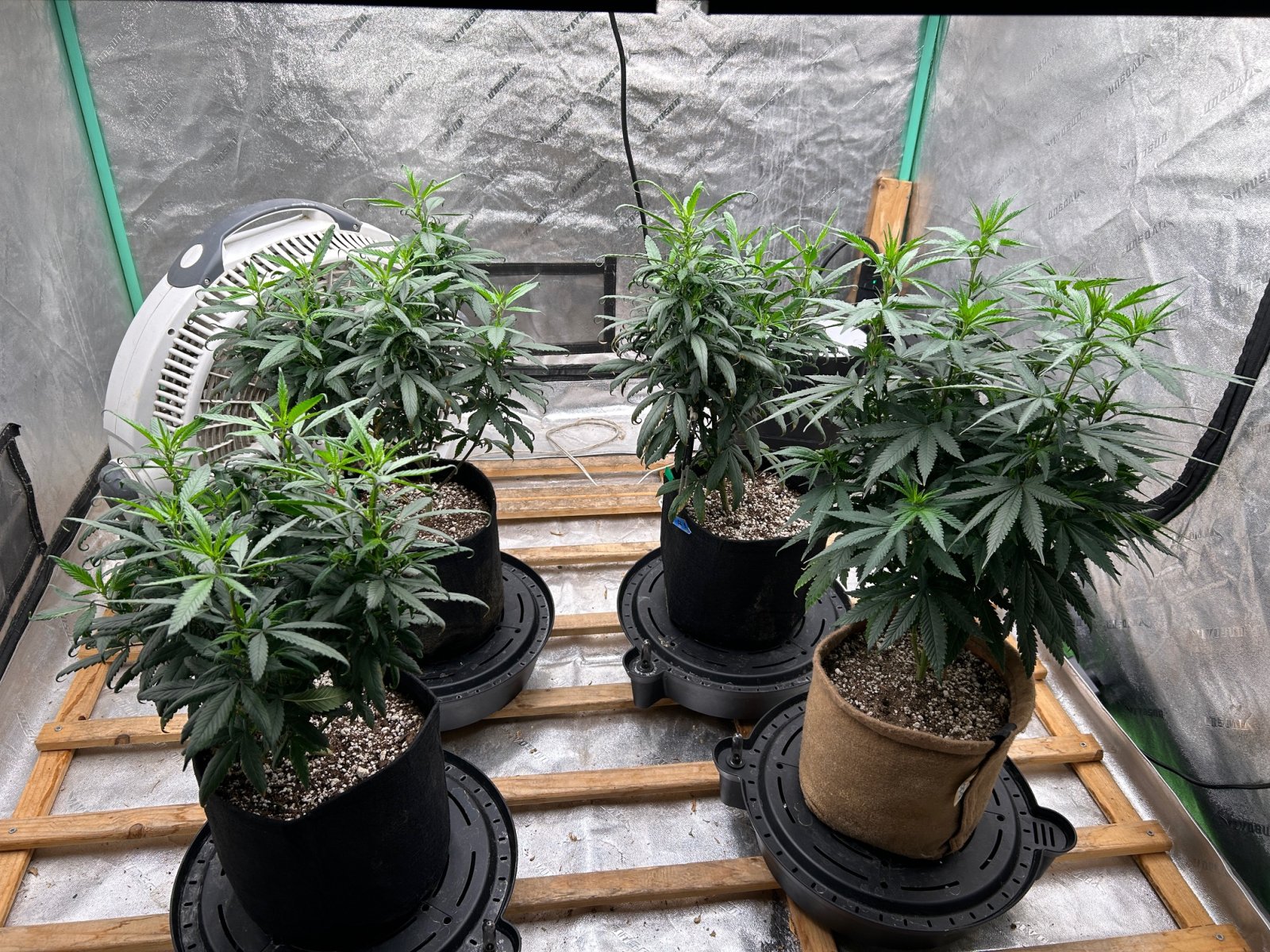 P2 Clones 7-15-24 F4 tent.JPG