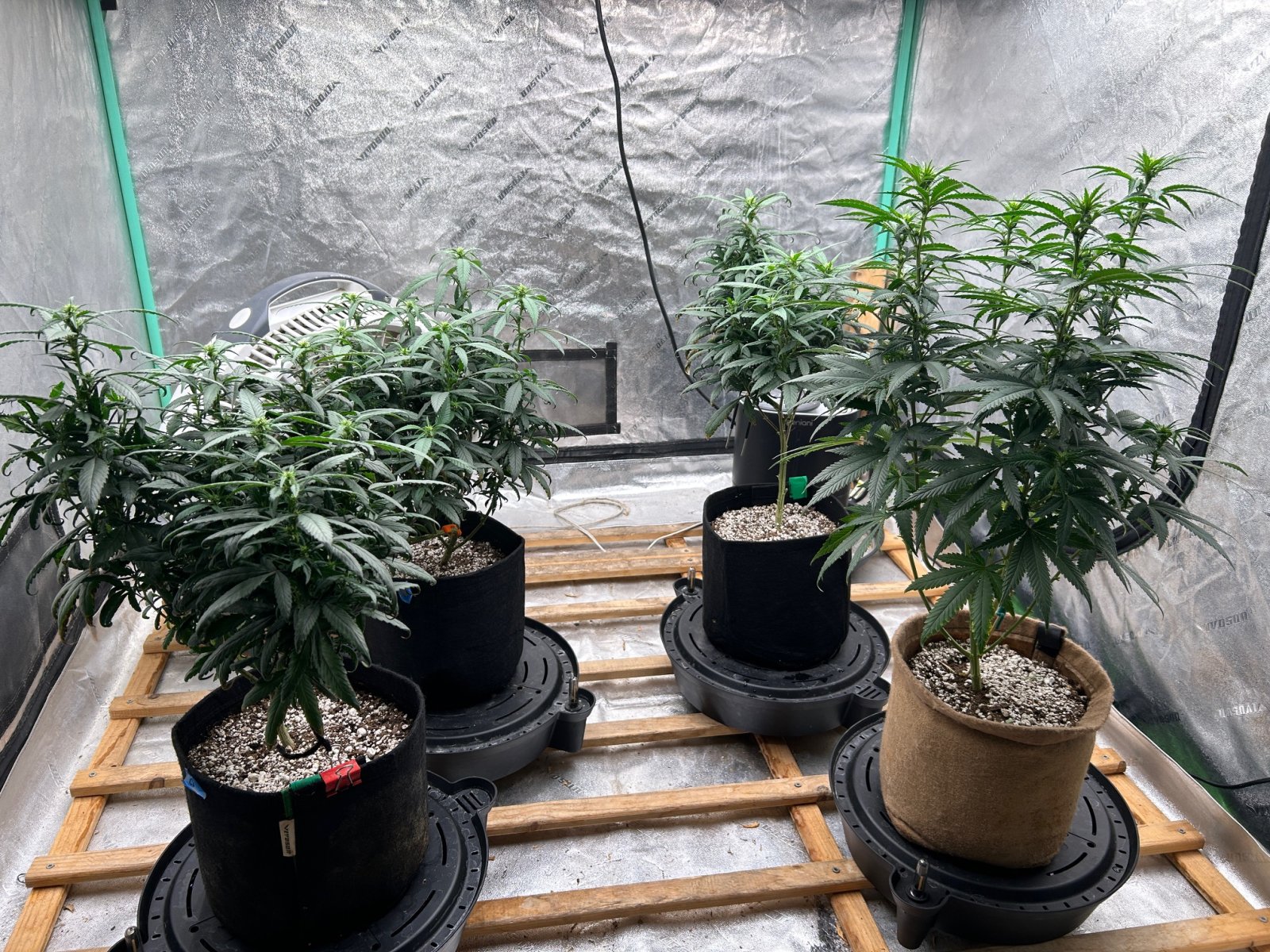 P2 Clones 7-23-24 F12 tent.JPG