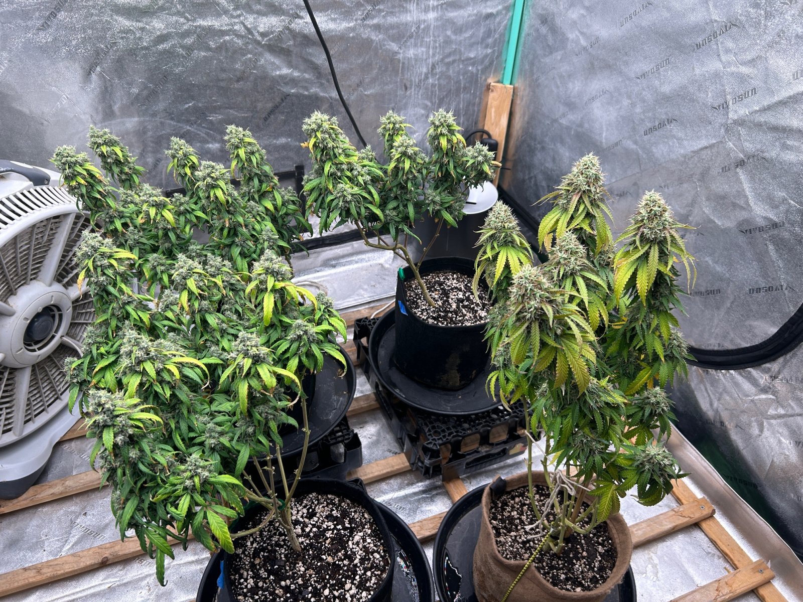 P2 clones 9-10-24 F61 tent.JPG