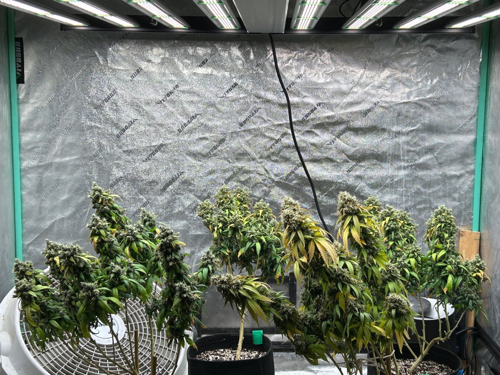 P2 clones 9-20-24 F71 tent .JPG