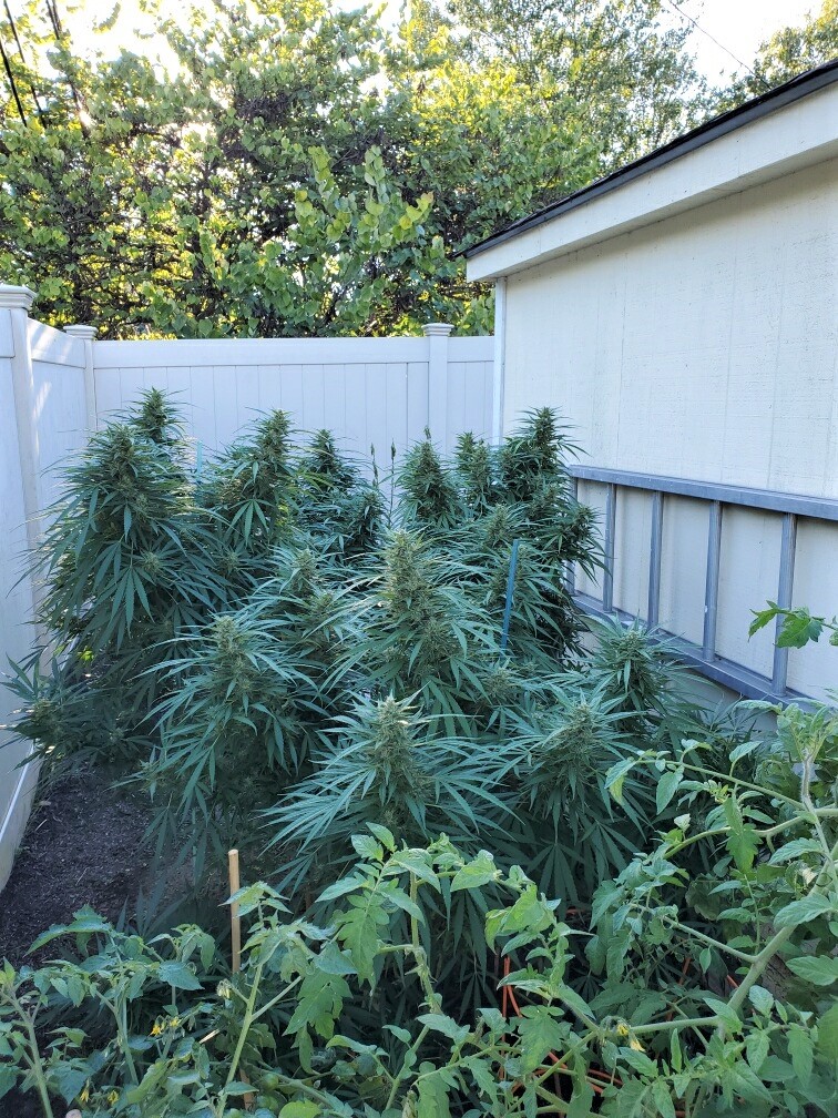 PA buddy's backyard grow.jpg