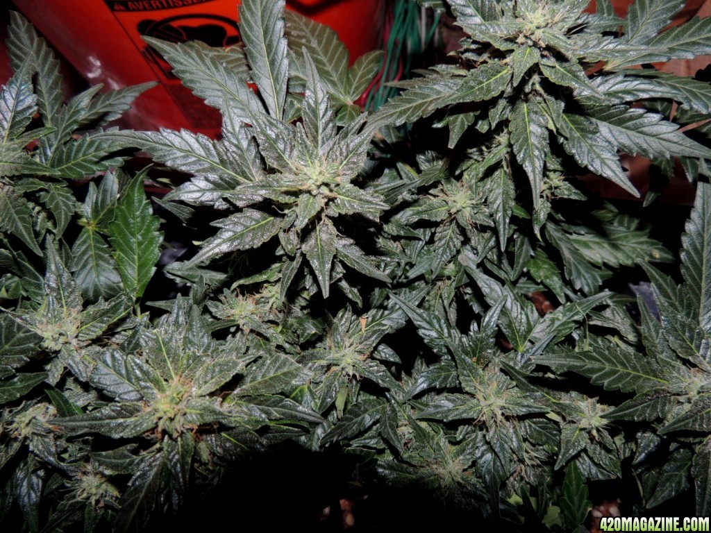 Pakistan Kush Day 57