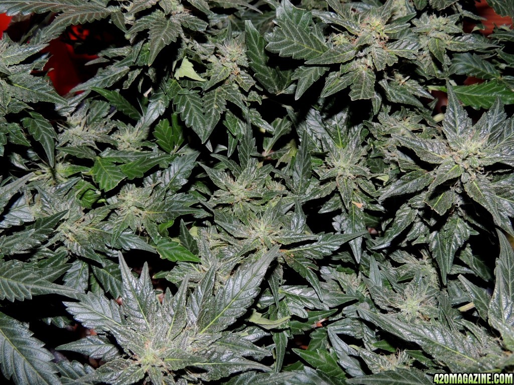 Pakistan Kush Day 57