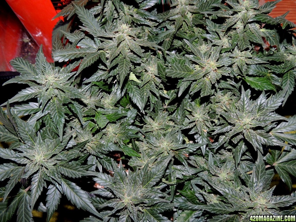 Pakistan Kush Day 57