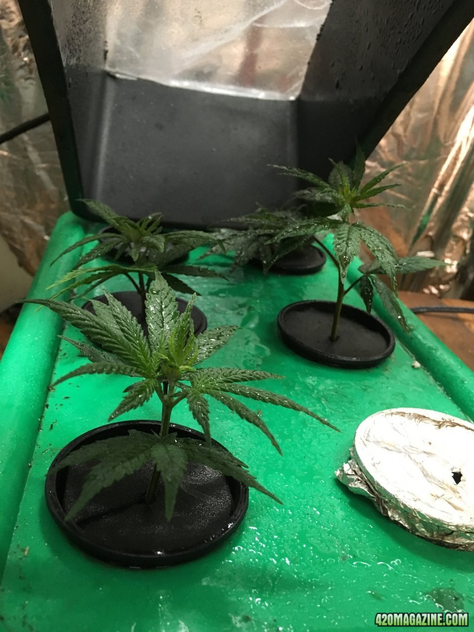 Panama clones