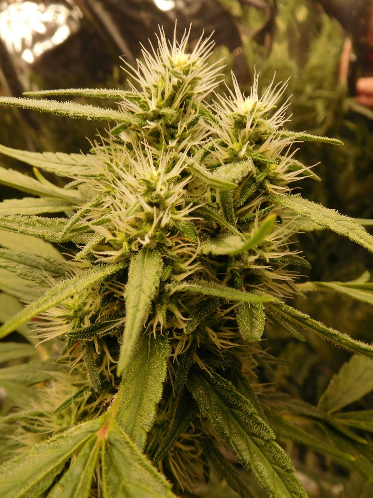 Panama Day 57 flower (8).JPG