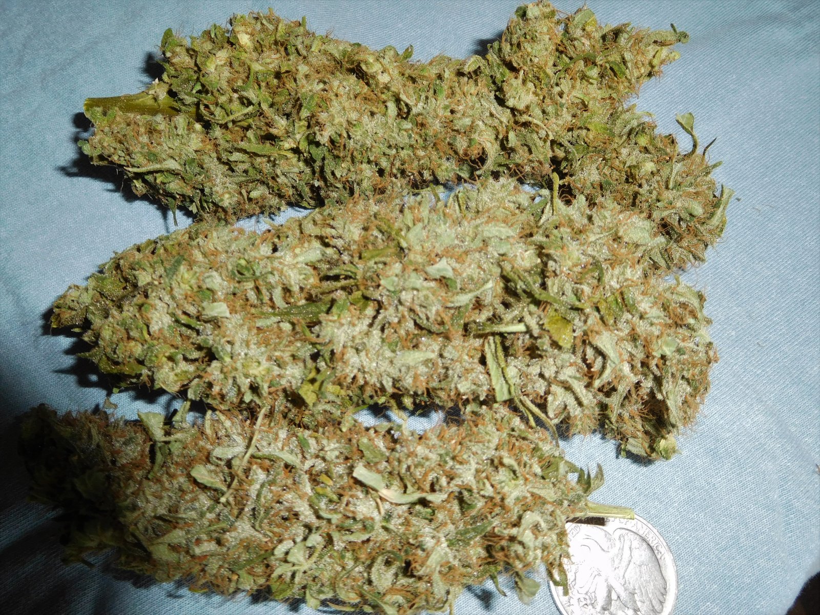 Panama harvest plus 9 (1).JPG