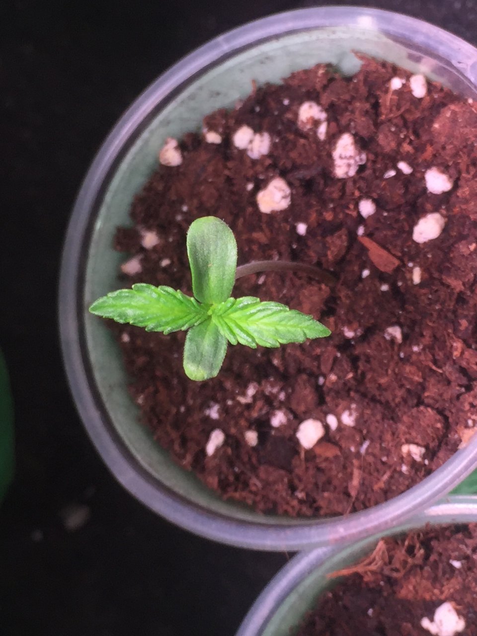 Panama seedling