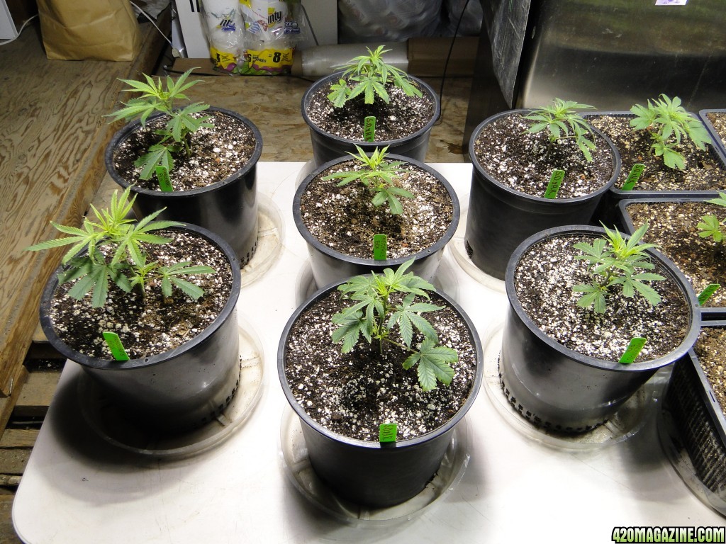 Pandora's Box/Sour Diesel x OG Kush x Hindu Kush Clones