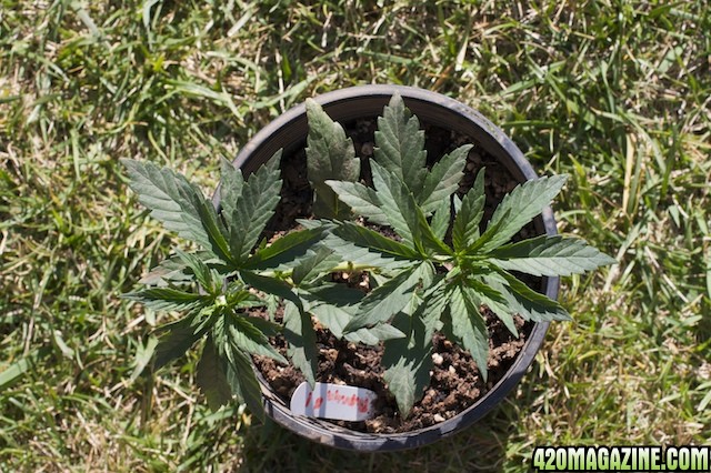 Papaya 1 Top 3 Weeks Old