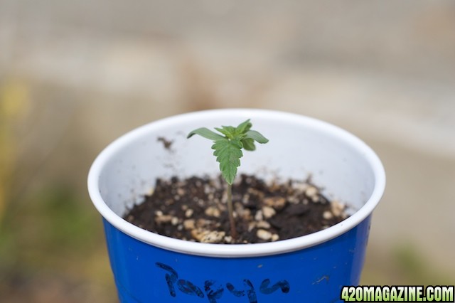 Papaya Day 4