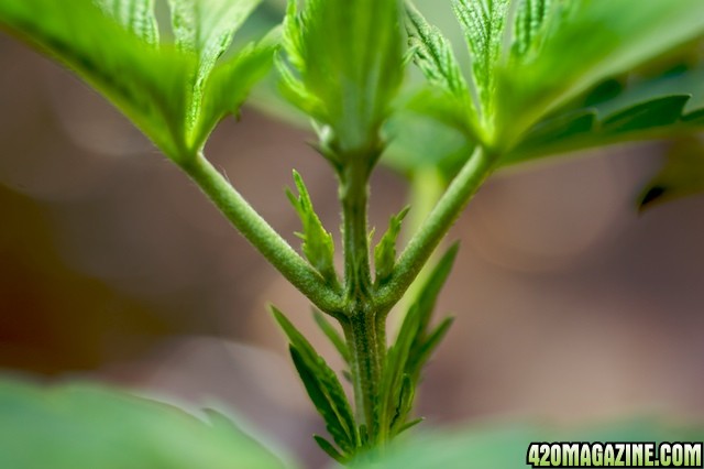 Papaya1 Preflower1 4 Weeks