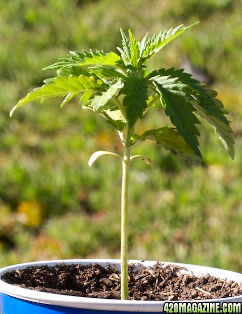 Papaya1_2wks