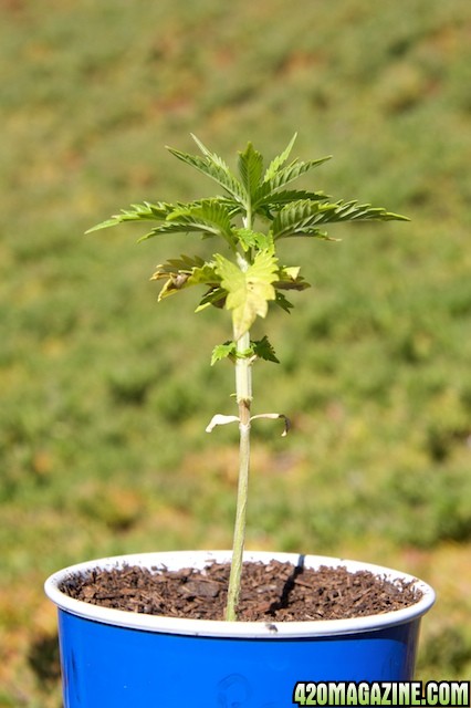 Papaya1_3wks