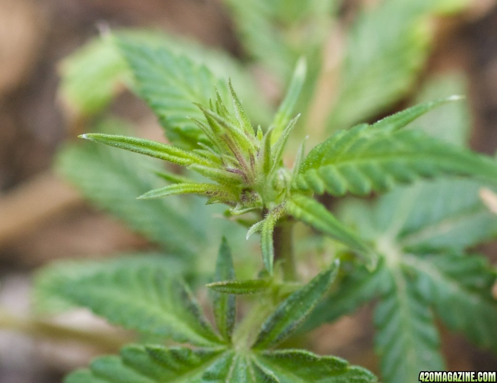 Papaya2 Clone