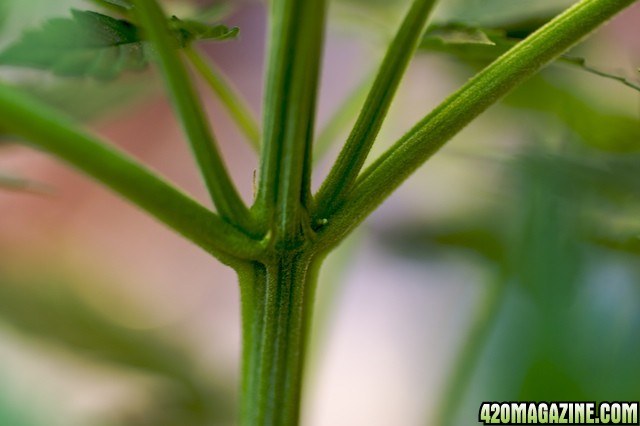 Papaya2 Preflower 4 Weeks