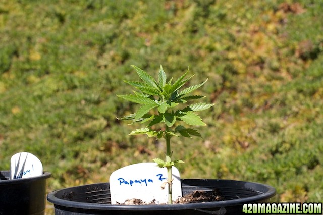 Papaya2