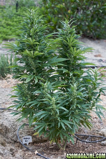 Papaya_11wks_1