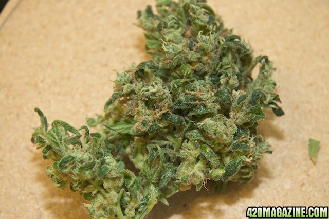 Papaya_bud2