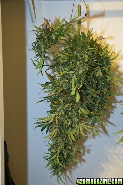 Papaya_Cola1 Before Trim