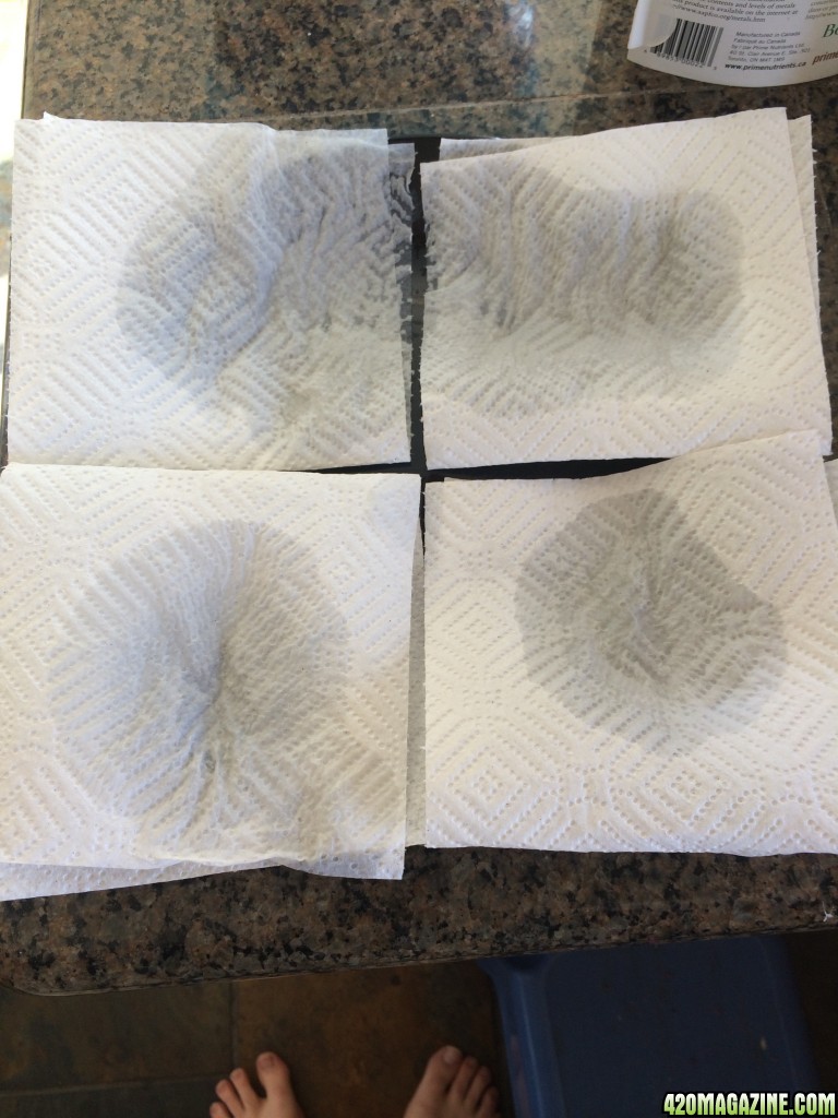 Paper towel prep for seeds