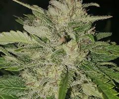 paradox-nukaseeds-flowers-1a.jpg