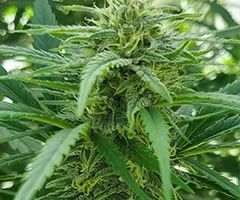 paradox-nukaseeds-flowers-2a.jpg