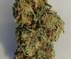 paradox-nukaseeds-flowers-3a.jpg